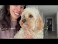 Easiest Way to Train Your Dog with Separation Anxiety | Cavapoo