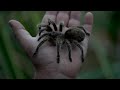 Meet the Tarantula