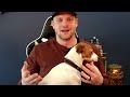 These 7 Tips Will Change How You Discipline A Jack Russell Terrier (Must Watch For New JRT Owners)