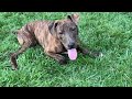 Sterling Adoption Video part 3
