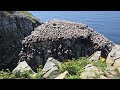 Cape St  Marys Bird Rock August 3 2024