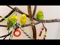 Happy budgies life in 1 minute! parakeet sounds, Birds for cats to watch #budgies #parakeet #parrot