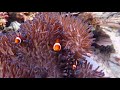 diving Raja Ampat - Chillout music