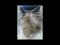 Homemade stump bucket (slide show)