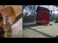 😘😅 Best Cats and Dogs Videos 😂🤣 Funniest Animals 2024 #3