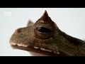 Top 10 Fascinating Frogs Around the World