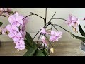 Give only 1 thin slice in summer! Suddenly the Orchid 100% Flower branch bursts out