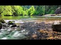 Forest Stream Sounds for Sleep | 8-Hour Nature Ambience and Meditation#asmr #relax #sleepmusic