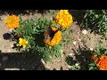 Butterfly on marigold