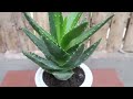 How To Grow Aloe Vera Plant With Effective Treatment At Home