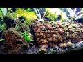 Rare Sulawesi Shrimp Jungle Aquarium Aquascape