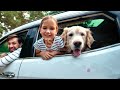 Dogs first Car Ride will make you smile #dogs #dogsofinstagram #2023 #2024 #pets #storytime