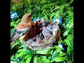 House-sparrow bird finds enough food to feed the baby#birdshortanimation