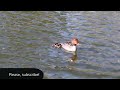 Common Merganser with chicks outside oldtown Tallinn, Estonia