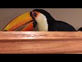 What a Toucan Sounds Like!!