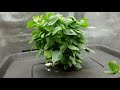 How to Prune Basil So It Grows Forever!