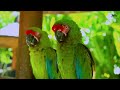 8K VIDEO Colorful Birds Collection | HDR 60FPS | Beautiful Macaws