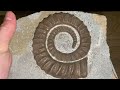 Rare uncoiled ammonite: Anetoceras