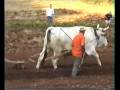 oxen plowing #2