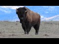 Friendly Black Bear Hiking in the Lamar area of Yellowstone National Park.  May 8