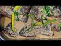 Ginataang Yellowfin Tuna! | Mapapa unli rice ka sa sabaw pa lang!