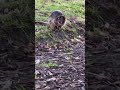 Australian Bush Rat in it’s natural Habitat