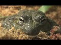 Philadelphia Zoo African Bullfrog Awake and Looking at Camera