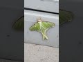 Luna Moth #moths #insects #shortsvideo