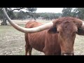 Real Texas Longhorns, that I try to call over to pet and make friends with outside San Antonio Texas