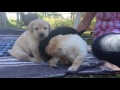 5-week-old Labrador puppies