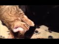 Bengal kitten sucking Stewie's paw LOUDLY!
