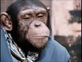 WOMBO COMBO chimp chess