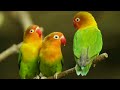 lovebirds charping sounds| parrot beautiful sounds| lovebirds sounds| lovebirds beautiful songs|
