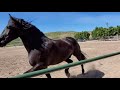 Tyrus, Friesian Percheron Horse Running Free