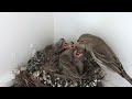 A Fascinating Look at Baby House Finches: Time-Lapse Video with Live Nest Cam