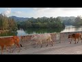 sapi lembu berkeliaran di ladang memanggil kawan untuk pulang ke kandang - Bunyi sapi lucu