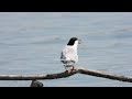 küszvágó csér  halat fogyaszt / Sterna hirundo  common tern 2023 04 22