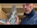 Different colors on my Racing pigeon loft | Special breeds or not? |