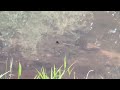 HUNDREDS OF BLUEGILL SPAWNING GUARDING AND FANNING EGGS