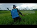 Rice farm, crop giant mix urea fertilizer,, epiktibo ba?