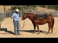How To Help A Horse With PTSD