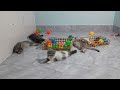 Funniest Cats And Dogs Videos 😁 - Best Funny Animal Videos 2024 🥰#6