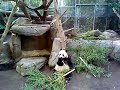How a Panda Eats