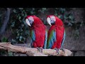 The Most Colorful Birds in 4K - Beautiful Birds Sound in the Forest | Bird Melodies