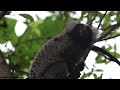 Common marmoset, finger monkey, Callithrix jacchus at Campina Grande, Brazil