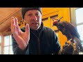 Pt.3 HOW TO TRAIN A HARRIS HAWK; the first five days