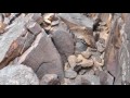 Quail Point Petroglyphs - Arizona