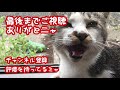 赤ちゃんタヌキの鳴き声| raccoon dog fight