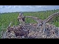 Estonian Osprey Nest (Marko & Miina) 2021