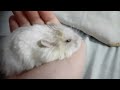 Hamster sleeping on owners hand